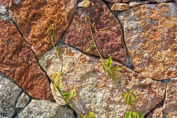 Mur massif varicolore de pierre taillée sur laquelle pousse le raisin sauvage vert — Photo