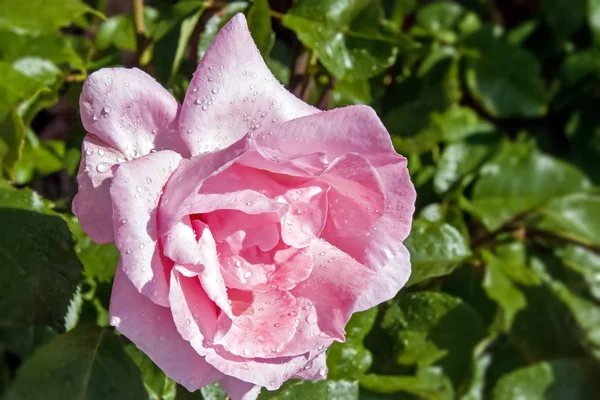 粉红色的玫瑰与雨滴盛开在一个绿色的花园 — 图库照片