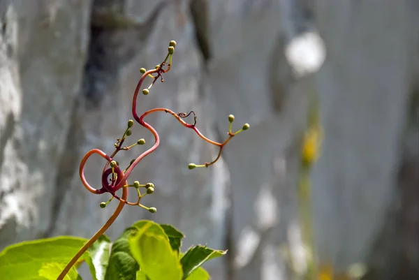 Uva selvagem parede fundo desfoque planta — Fotografia de Stock