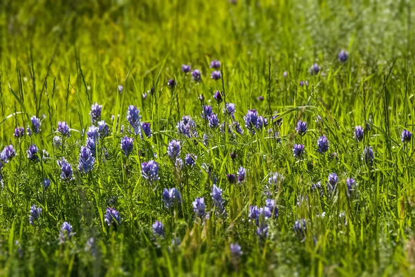 Primo piano di fiore viola in campo rurale — Foto Stock