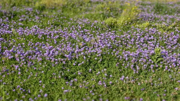 Primo piano di fiore viola in campo rurale — Foto Stock