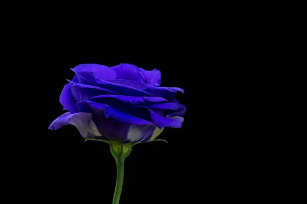 Schöne blaue Rose vor schwarzem Hintergrund — Stockfoto