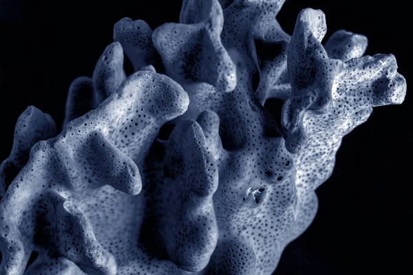 Студійний макро знімок морського прикраси синій корал в чорній спині — стокове фото