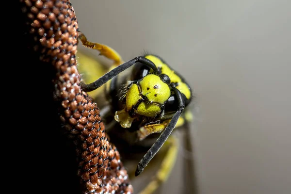 Extreme Macro of the head of Common Wasp (Vespula vulgaris) face on on a light background, looking forward — стоковое фото