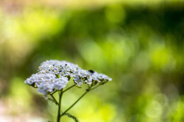 bulanık yeşil zemin üzerine beyaz çiçek küçük grup. Görüntüyü, arka planlar için uygun