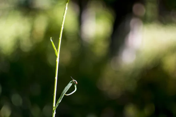 ぼやけて背景が緑色の草の葉の上の小さなカブトムシ マクロ画像 背景に適して — ストック写真