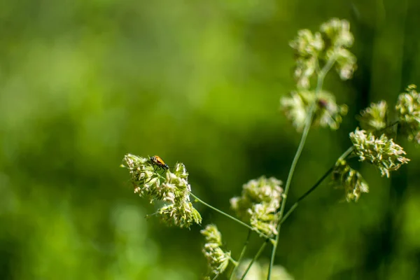 Bulanık Yeşil Arka Plana Sahip Bloomed Çimenlerin Üzerinde Küçük Bir — Stok fotoğraf