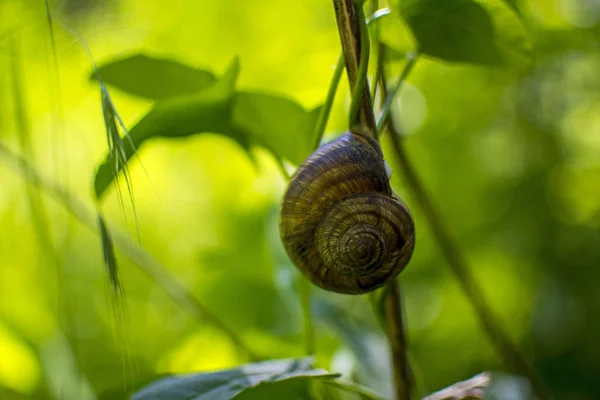 Caracol soltero sobre un tallo con fondo verde borroso. Macro imagen, adecuado para fondos — Foto de Stock