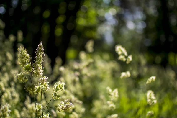 背景のぼけボケ味 ソフト フォーカス 選択と集中に咲いた野生草 マクロ画像 背景に適して — ストック写真