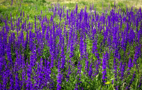 Fiori fioriti lavanda, lavandula officinalis, Lamiaceae in un prato illuminato dal sole con sfondo sfocato — Foto Stock