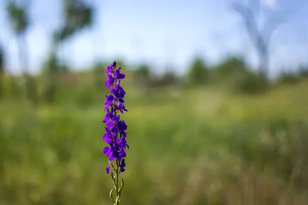Цветущие Цветы Лаванда Lavandula Officinalis Lamiaceae Лугу Освещенную Солнцем Размытым — стоковое фото