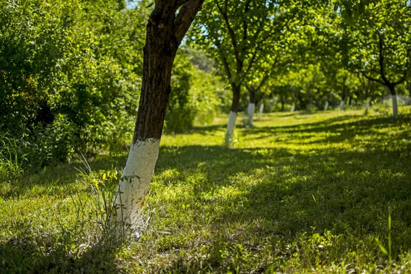 Garten der Aprikosenbäume mit bemalten Stämmen beleuchtet durch Sonnenlicht mit verschwommenem Hintergrund — Stockfoto