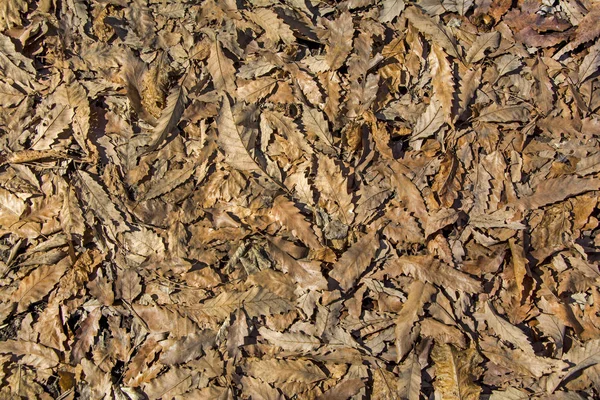 Fond abstrait des feuilles, feuilles tombées sur le sol de la forêt, milieux naturels de camouflage — Photo