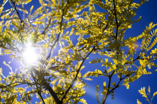 Sun shining through tree yellow leaves on deep blue sky background