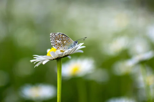 Papillon Argus Brun Aricia Agestis Gros Plan Beau Papillon Sur — Photo