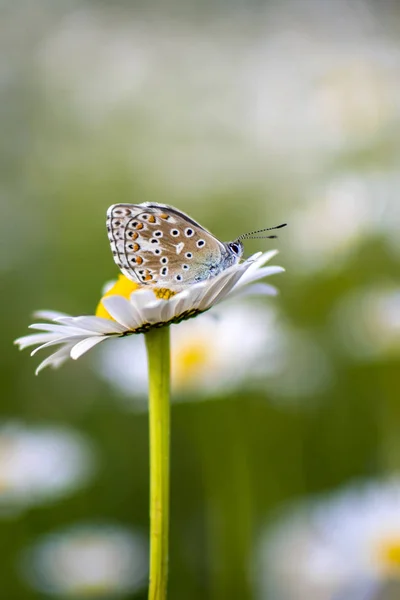 ブラウン アーガス蝶 アリキア Agestis 夏の花の背景とカモミールの美しい蝶のショットを閉じる リラックスの色 背景のボケ味 — ストック写真