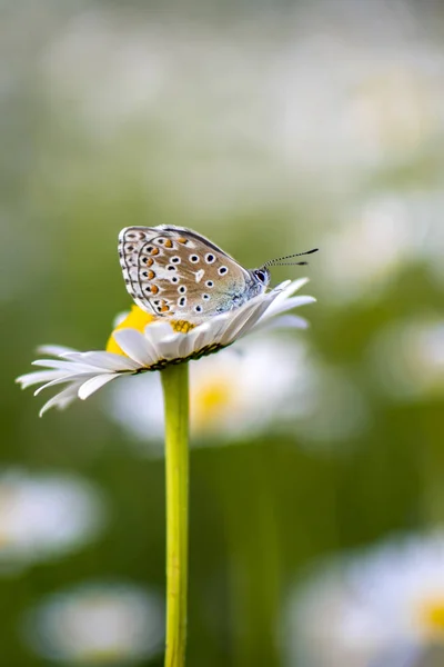 Brown Argus Kelebek Aricia Agestis Güzel Bir Kelebek Papatya Üzerinde — Stok fotoğraf