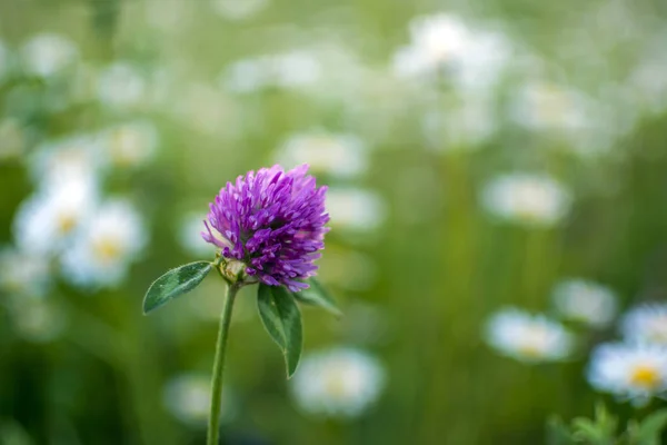 Красный клевер (Trifolium pratense) на размытом зеленом фоне с белыми ромашками — стоковое фото