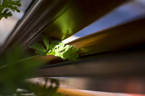 Grüne Geranienblätter im Fensterspalt schließen — Stockfoto