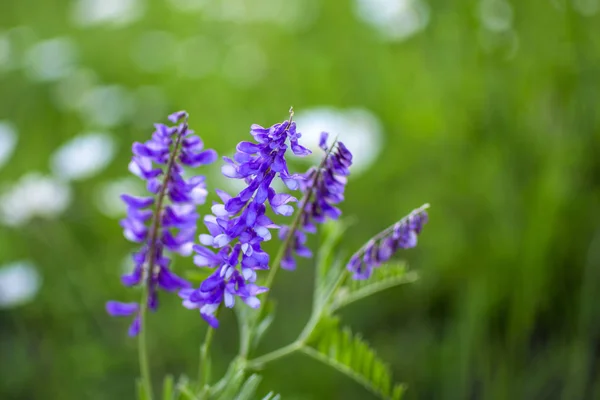 Bellissimi fiori selvatici blu in primo piano con sfondo verde sfocato — Foto Stock