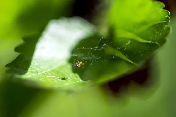 Маленький Перевернутый Паук Закручивает Паутину Естественном Зеленом Листе — стоковое фото