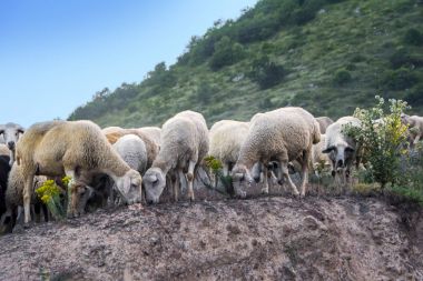 Ermenistan'ın dağ yamacında otlatma koyun sürüsü 