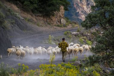 Halidzor, Ermenistan - 01 Temmuz 2017: çoban ve koyun sürüsü Ermeni Dağları'nda bir toprak yolda ile güzel bir manzara