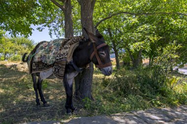 Bin Ladin'in Esek kapsamındaki ile geleneksel Ortaçağ Tatev manastır, Ermenistan, IX. yüzyıl hakkında nex halı