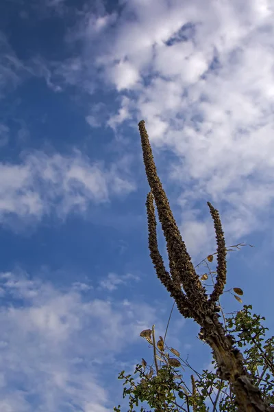 극적인 푸른 하늘 흰 구름과의 대 한 말린된 식물의 실루엣. 낮은 각도 보기, 수직 이미지 — 스톡 사진