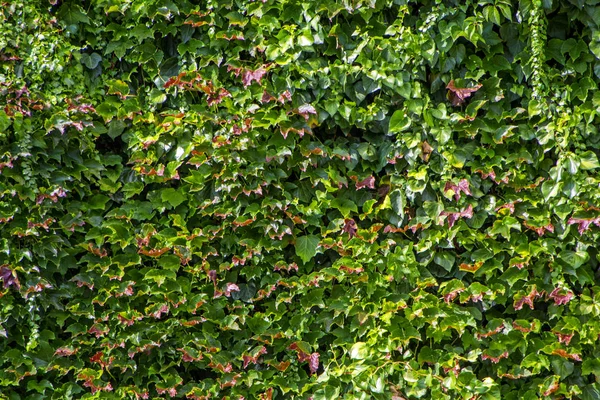 Textur - frische grüne Blätter der dekorativen Pflanze — Stockfoto