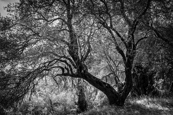 Black and white photography of the silhouette of old olive tree on forest background. Dramatic contrast image — Stock Photo, Image