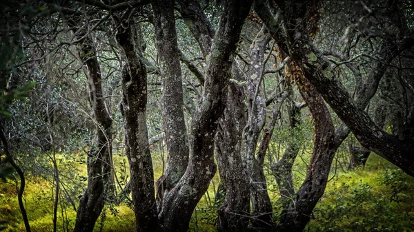 Dramatic contrast photography of old olive trees covered with lichen and moss — Stock Photo, Image