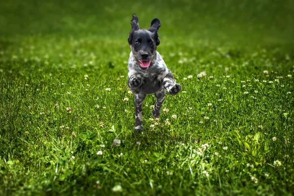 Alegre cachorro Spaniel está corriendo directamente a la dirección de la cámara en el césped verde contra el fondo borroso. Enfoque selectivo — Foto de Stock