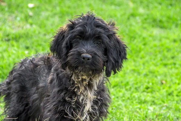 doğruca kameraya bakan yeşil çimenlerin üzerinde sürpriz dev Schnauzer köpek yavrusu