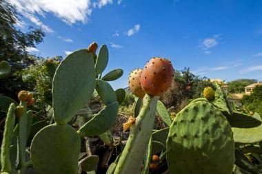 Opuntia ficus-indica (Hint incir opuntia, Barbary incir, kaktüs armut, omurgasız kaktüs ve inciri) kırmızı olgun ve lezzetli meyve ile
