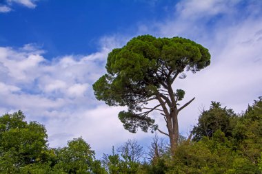 Akdeniz sahil, Corfu, Yunanistan eski bir çam ağacının yakın çekim