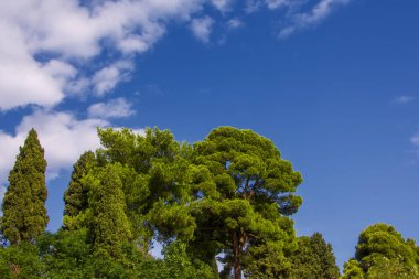 Akdeniz sahil, Corfu, Yunanistan eski bir çam ağaçlarının yakın çekim