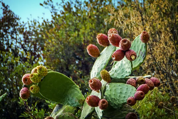 Opuntia Ficus Indica Opuntia Fico Indiano Fico Barbaro Pera Cactus — Foto Stock