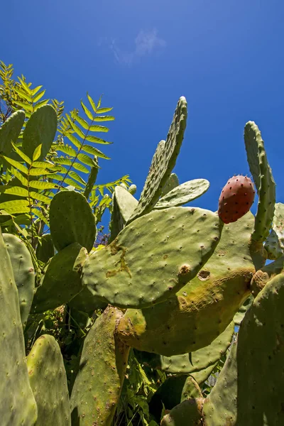 Opuntia ficus-indica (figo indiano opuntia, figo bárbaro, pêra de cacto, cacto sem espinhas e pêra espinhosa) com frutos vermelhos maduros e saborosos — Fotografia de Stock