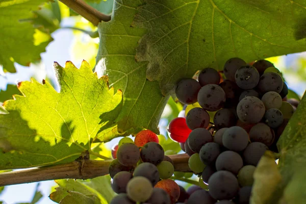 Vinhedos Dia Ensolarado Colheita Outono Uvas Maduras Outono Uvas Maduras — Fotografia de Stock