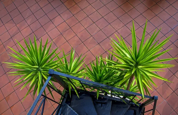 Leuchtend Grüne Frische Und Scharfe Blätter Einer Jungen Palme Auf — Stockfoto