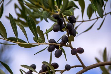 Sağlık ve barış, Roma, İtalya, sembolü zeytin dalı Konfit zeytin ile-