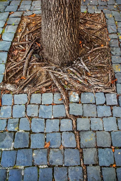 Trottoir pavé avec des racines d'arbre croissant en forme de carré. Les racines d'un grand arbre poussaient et occupaient tout l'espace libre entre les pavés de Rome, en Italie. Photographie abstraite colorée — Photo