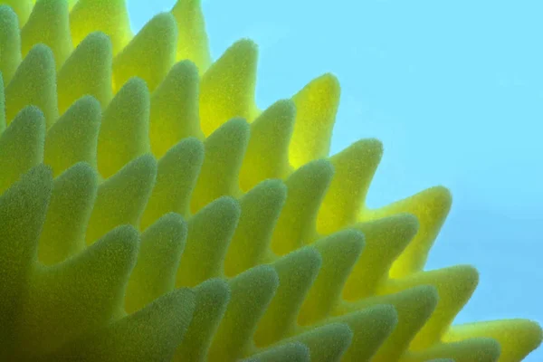 Close-up de folhos amarelos de esponja no fundo azul. Fotografia macro abstrata de poliuretano ondulado se parece com anêmona do mar — Fotografia de Stock