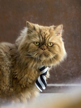 Siyah beyaz çizgili kravat ile ciddi bir yüz ile Farsça kedi