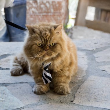 siyah beyaz çizgili kravat ile ciddi bir yüz ile bej Farsça kedi taş zemine yatıyor
