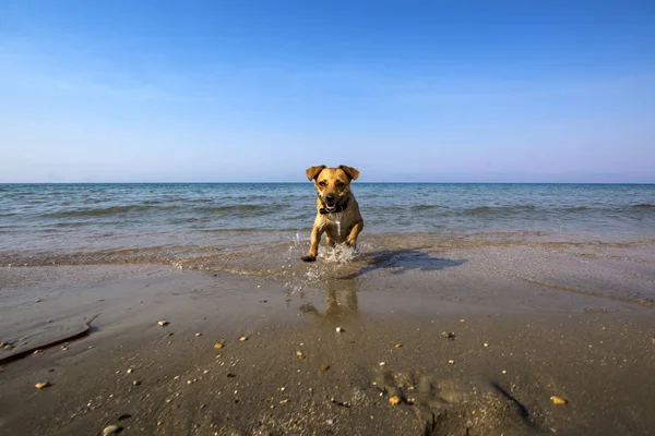 Divertido perrito corre directamente hacia la cámara desde el mar en una playa — Foto de Stock
