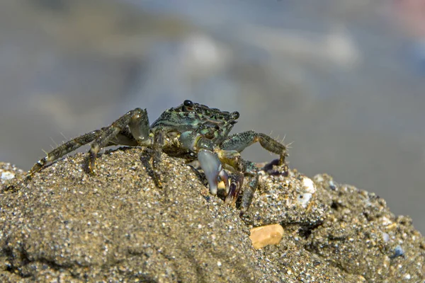 작은 게 (Pachygrapsus marmoratus) 배경 흐리게에 대 한 모래 해변에서 햇빛에 의해 조명 — 스톡 사진