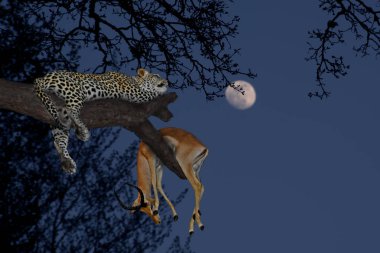 Leoparı (Panthera pardus) onun hayvanın avı antilop gece gökyüzü arka plan ay ile bir ağacın Serengeti Ulusal Parkı'nda. Afrika