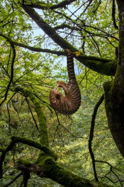Ormanın içinde kuyruk asılı pangolin (Manis javanica)